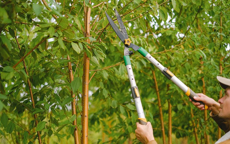 Tree trimming in East Bernstadt, KY